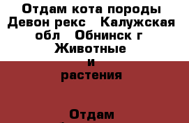 Отдам кота породы Девон-рекс - Калужская обл., Обнинск г. Животные и растения » Отдам бесплатно   . Калужская обл.,Обнинск г.